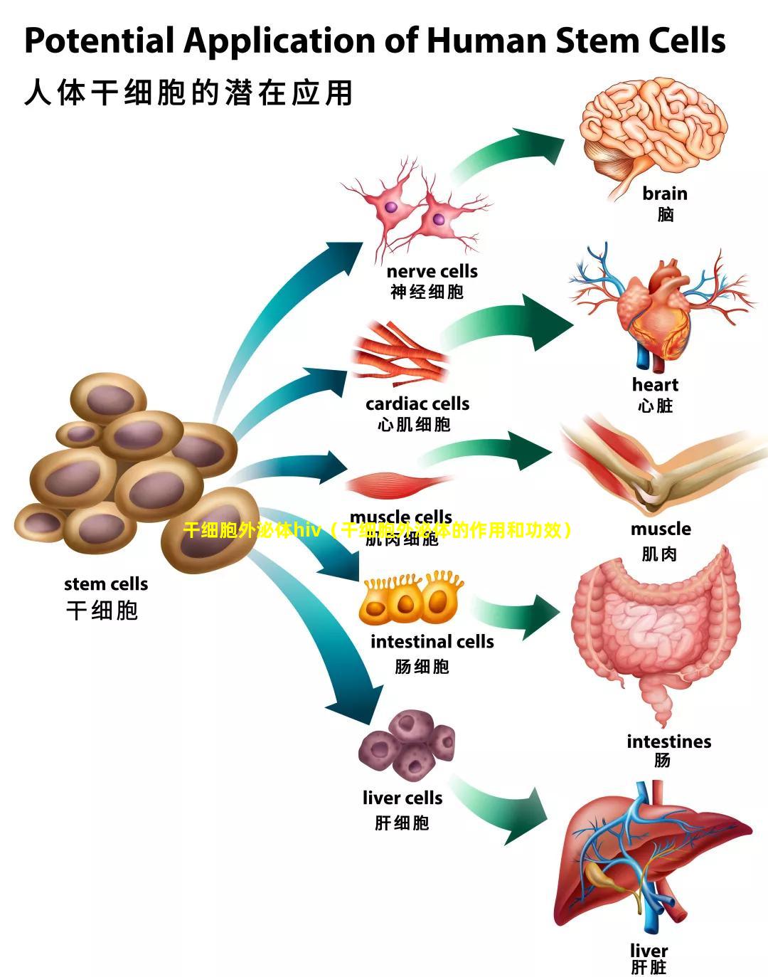 干细胞外泌体hiv（干细胞外泌体的作用和功效）