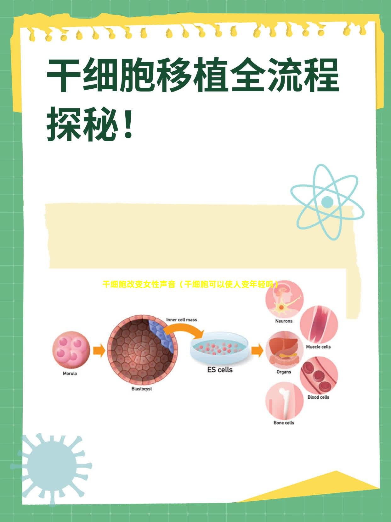 干细胞改变女性声音（干细胞可以使人变年轻吗）