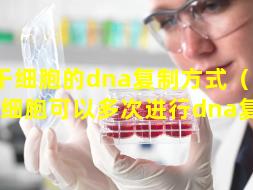 干细胞的dna复制方式（一个干细胞可以多次进行dna复制）
